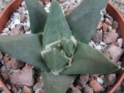 Ariocarpus trigonus Palmilas pot 6,5 cm - 12402939