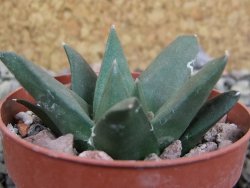 Ariocarpus trigonus Palmilas pot 6,5 cm - 12402940