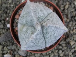 Astrophytum coahuilense tricostatum pot 6,5 cm - 12402945