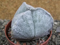 Astrophytum coahuilense tricostatum pot 6,5 cm - 12402947