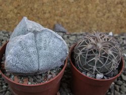 Astrophytum coahuilense tricostatum pot 6,5 cm - 12402948