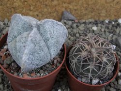 Astrophytum coahuilense tricostatum pot 6,5 cm - 12402949
