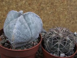 Astrophytum coahuilense tricostatum pot 6,5 cm - 12402950