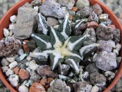 Ariocarpus kotschoubeyanus elephantidens Vista Hermosa pot 5,5 cm