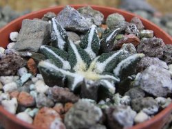 Ariocarpus kotschoubeyanus elephantidens Vista Hermosa pot 5,5 cm - 12402973