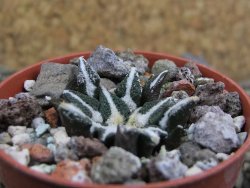 Ariocarpus kotschoubeyanus elephantidens Vista Hermosa pot 5,5 cm - 12402974