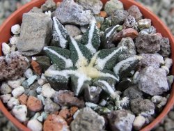Ariocarpus kotschoubeyanus elephantidens Vista Hermosa pot 5,5 cm - 12402975