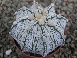 Astrophytum Z Jasenné pot 5,5 cm