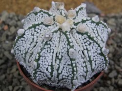 Astrophytum Z Jasenné pot 5,5 cm - 12402982