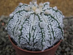 Astrophytum Z Jasenné pot 5,5 cm - 12402983