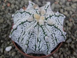 Astrophytum Z Jasenné pot 5,5 cm - 12402984