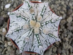 Astrophytum Z Jasenné pot 5,5 cm - 12402985