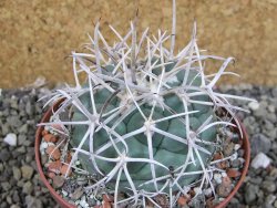 Coryphantha poselgeriana valida El Hundido pot 9 cm