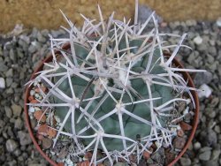 Coryphantha poselgeriana valida El Hundido pot 9 cm - 12402996