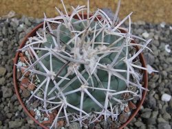 Coryphantha poselgeriana valida El Hundido pot 9 cm - 12402997