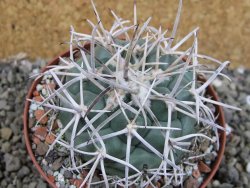 Coryphantha poselgeriana valida El Hundido pot 9 cm - 12402998