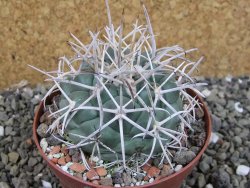 Coryphantha poselgeriana valida El Hundido pot 9 cm - 12402999