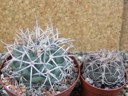 Coryphantha poselgeriana valida El Hundido pot 9 cm - 12403000