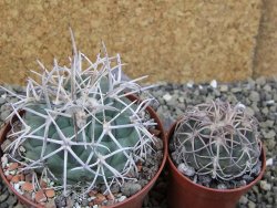 Coryphantha poselgeriana valida El Hundido pot 9 cm - 12403001