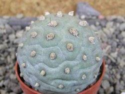 Tephrocactus geometricus pot 5,5 cm