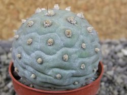 Tephrocactus geometricus pot 5,5 cm - 12403020