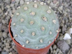 Tephrocactus geometricus pot 5,5 cm - 12403021