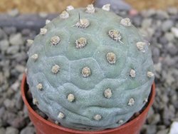 Tephrocactus geometricus pot 5,5 cm - 12403022