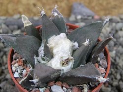 Ariocarpus trigonus, Tam. pot 5,5 cm