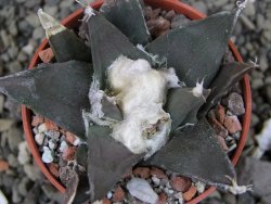 Ariocarpus trigonus, Tam. pot 5,5 cm - 12403036