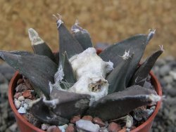 Ariocarpus trigonus, Tam. pot 5,5 cm - 12403037