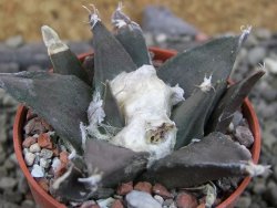 Ariocarpus trigonus, Tam. pot 5,5 cm - 12403038