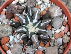 Ariocarpus kotschoubeyanus elephantidens Vista Hermosa pot 5,5 cm