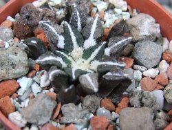 Ariocarpus kotschoubeyanus elephantidens Vista Hermosa pot 5,5 cm - 12403077