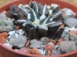 Ariocarpus kotschoubeyanus elephantidens Vista Hermosa pot 5,5 cm - 12403078