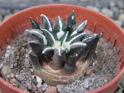 Ariocarpus kotschoubeyanus elephantidens Vista Hermosa pot 5,5 cm - 12403079