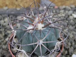 Echinocactus horizonthalonius, pot 5,5 cm - 12403085