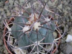 Echinocactus horizonthalonius, pot 5,5 cm - 12403086