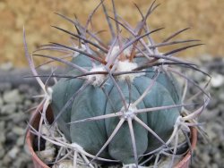 Echinocactus horizonthalonius, pot 5,5 cm