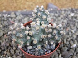 Tephrocactus molinensis pot 5,5 cm - 12403133