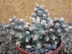 Tephrocactus molinensis pot 5,5 cm