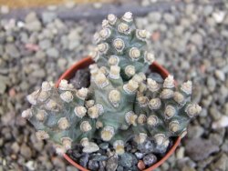 Tephrocactus molinensis pot 5,5 cm - 12403135