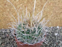 Echinofossulocactus erectocentrus SB 286 Dr. Arroyo pot 6,5 cm
