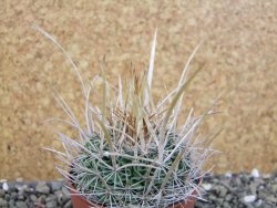 Echinofossulocactus erectocentrus SB 286 Dr. Arroyo pot 6,5 cm - 12403143