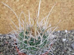 Echinofossulocactus erectocentrus SB 286 Dr. Arroyo pot 6,5 cm - 12403144