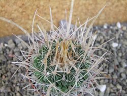 Echinofossulocactus erectocentrus SB 286 Dr. Arroyo pot 6,5 cm - 12403145