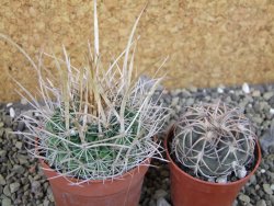 Echinofossulocactus erectocentrus SB 286 Dr. Arroyo pot 6,5 cm - 12403146
