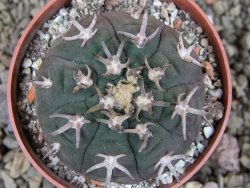 Gymnocalycium spegazzinii unguispinum SL 44b, pot 6,5 cm