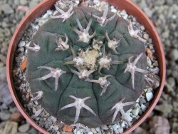 Gymnocalycium spegazzinii unguispinum SL 44b, pot 6,5 cm - 12403152