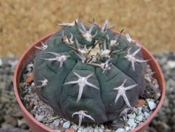 Gymnocalycium spegazzinii unguispinum SL 44b, pot 6,5 cm - 12403153