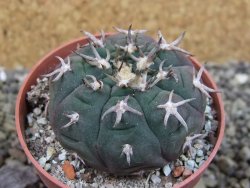 Gymnocalycium spegazzinii unguispinum SL 44b, pot 6,5 cm - 12403154